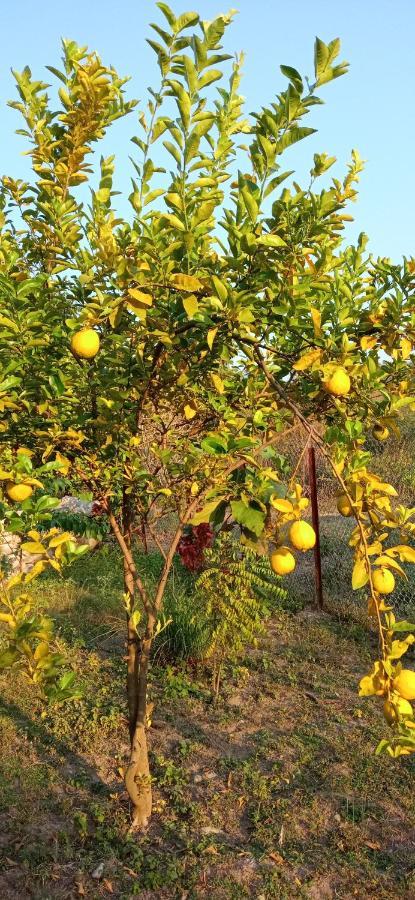 Corbett Nature Retreat رامناجار المظهر الخارجي الصورة
