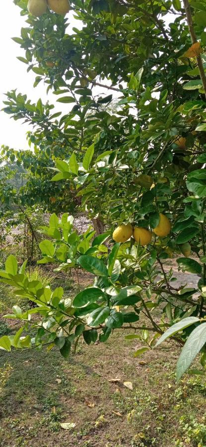 Corbett Nature Retreat رامناجار المظهر الخارجي الصورة